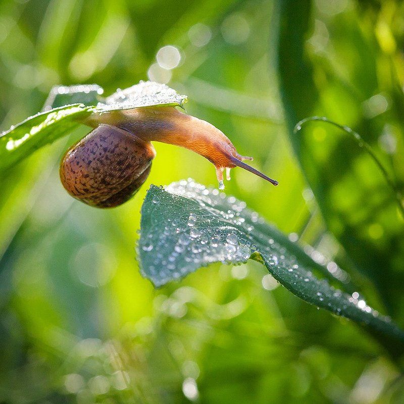 На водопой...photo preview