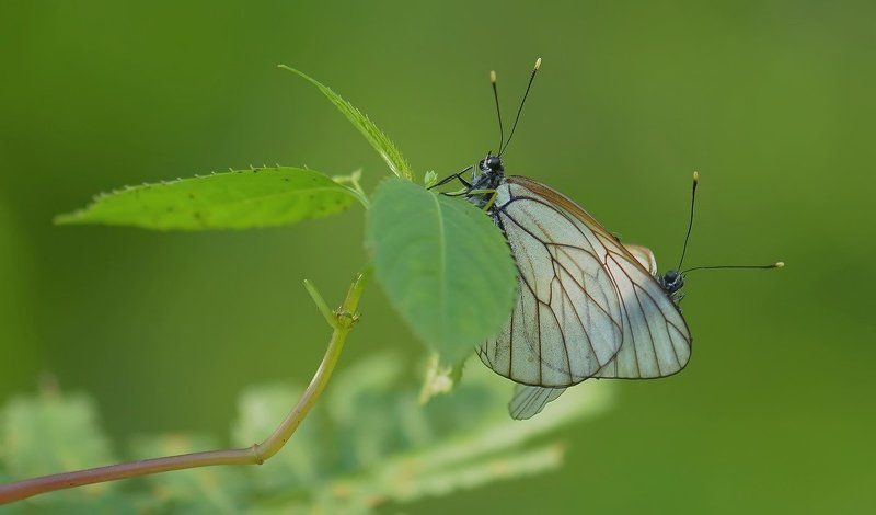 Милый братец Климушка почеши мне крылышкоphoto preview