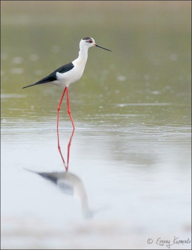 Ходулочникphoto preview