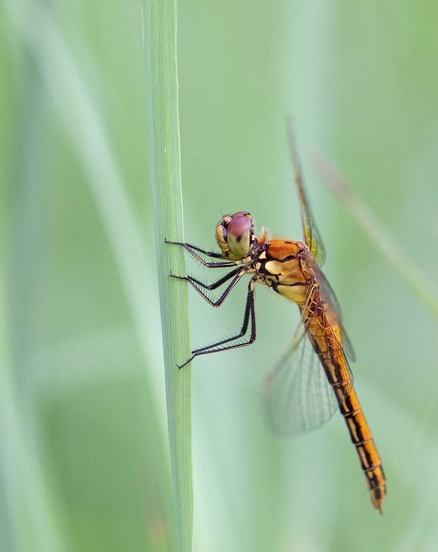 стрекоза, макро, macro, closeup, ***photo preview