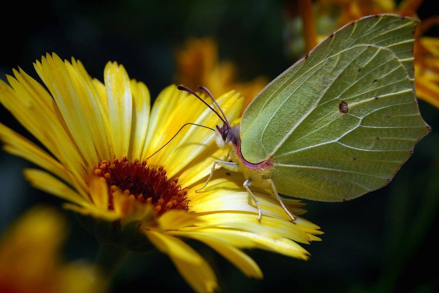 бабочка, лимонница, Марина Никифорова