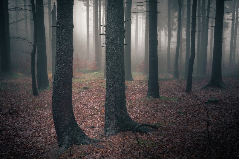 majestic, forest, autumn, fog, trees, rain, nikon, mountains Twin treesphoto preview