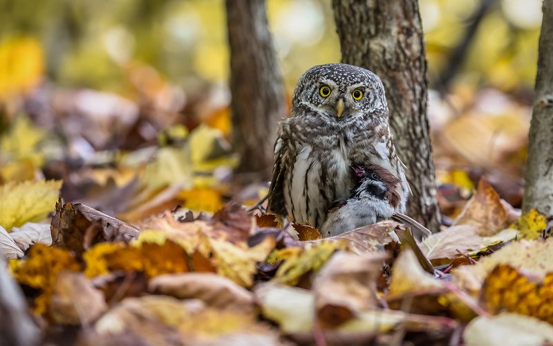 сыч, воробьиный сыч, воробей, хищная птица, птица, птицы россии, орнитология, дикая природа, фото охота, дикая птица, дикая природа, глаза, клюв, когти, дерево,белая, пестрая, редкая птица, красная книга, Кто не спрятался, я не виноват.photo preview