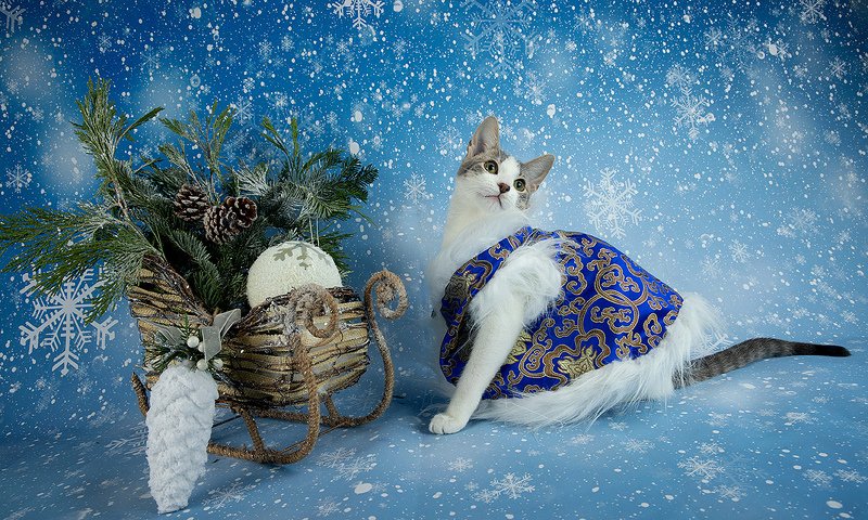 кошка, котенок, сats, домашнии любимцы, котенок, kitten, новый год, праздник, Сэйдж. Всех С Наступающим Новым Годом!photo preview