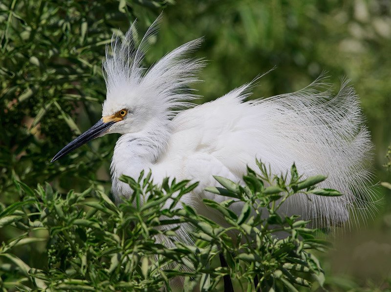 florida, heron, snowy egret, американская белая цапля, флорида, цапля Happy New Year! Американская белая цапляphoto preview