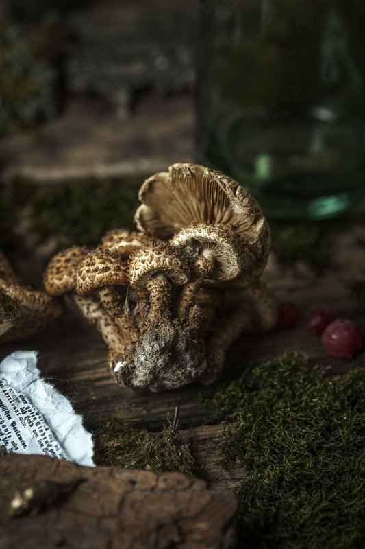 грибыphoto preview