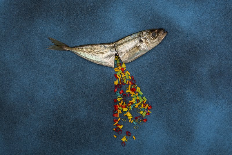 conceptual, nature, earth, planet, animals, sea, environment Confettiphoto preview