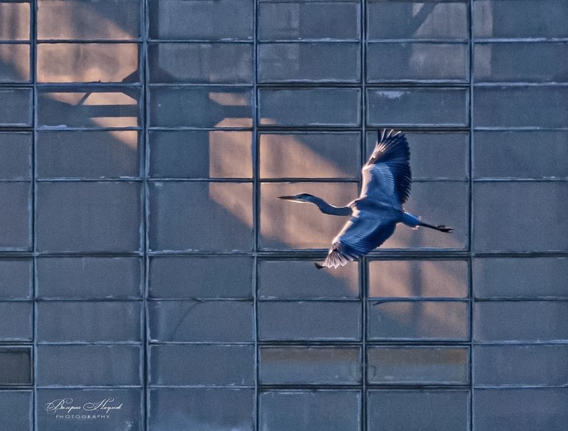 цапля серая, полёт, концепт, клетка Синяя птицаphoto preview