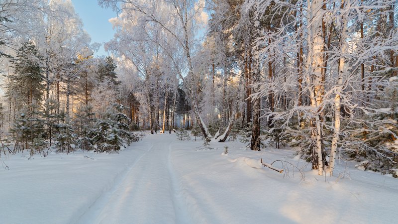 зима, лес, иней, мороз С Наступающим! фото превью