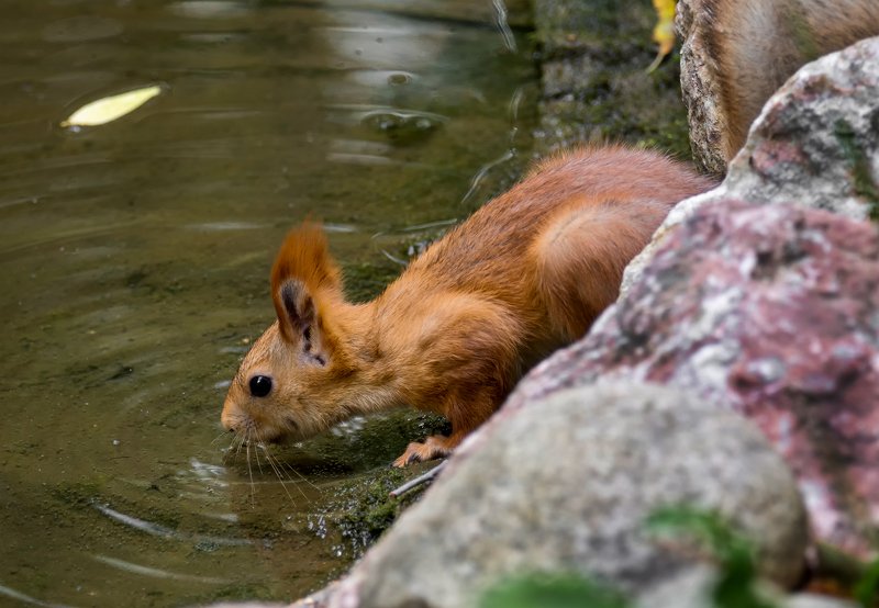 белка, озеро, водопой белка у озера..photo preview