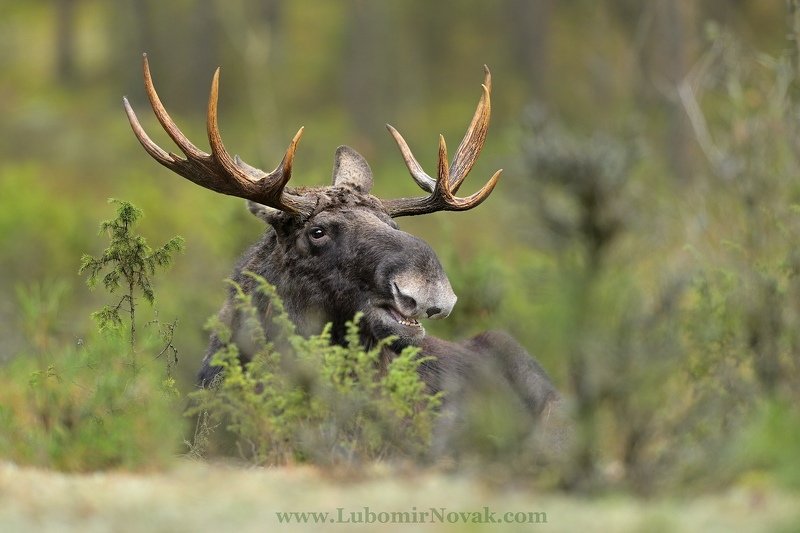 wildlife, moose, elk, poland, nature лосиный быкphoto preview