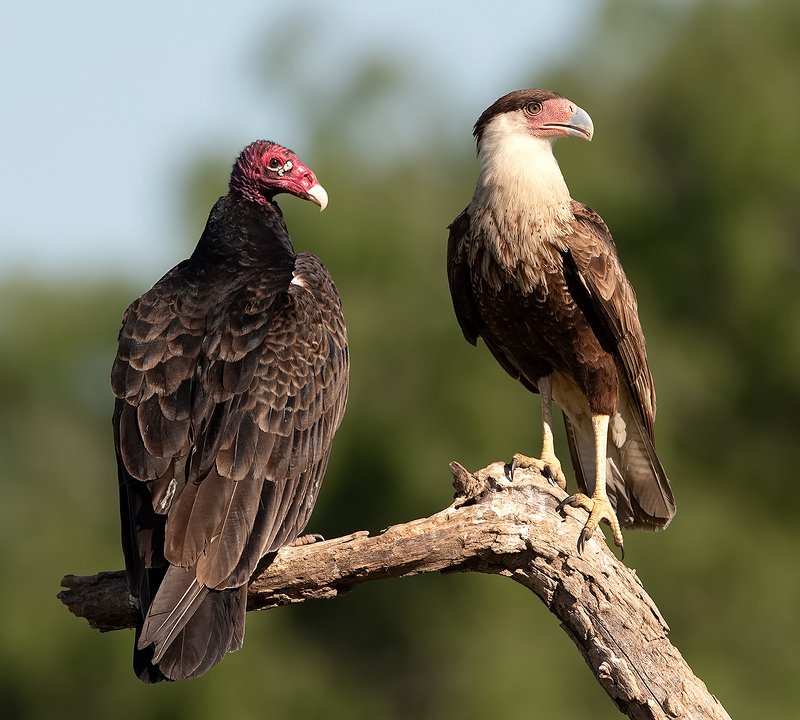 каракара, crested caracara, caracara, tx, texas, хищные птицы, turkey vulture Turkey Vulture & Crested Caracaraphoto preview