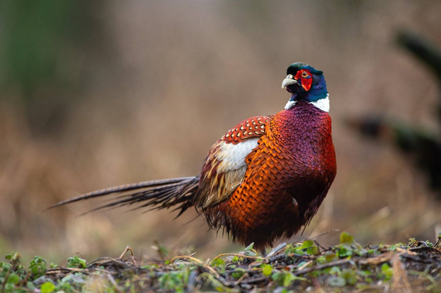 Pheasant. Автор: Lukasz Dobkowski , Lukasz Dobkowski