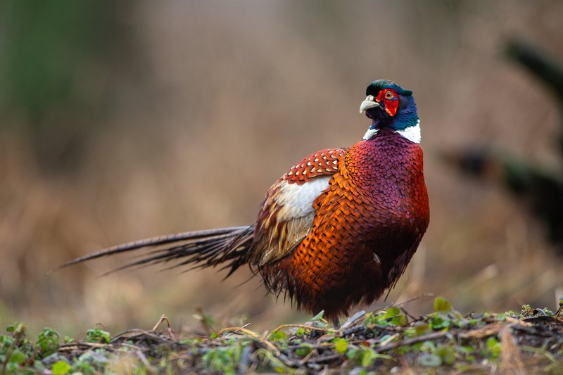 Pheasantphoto preview