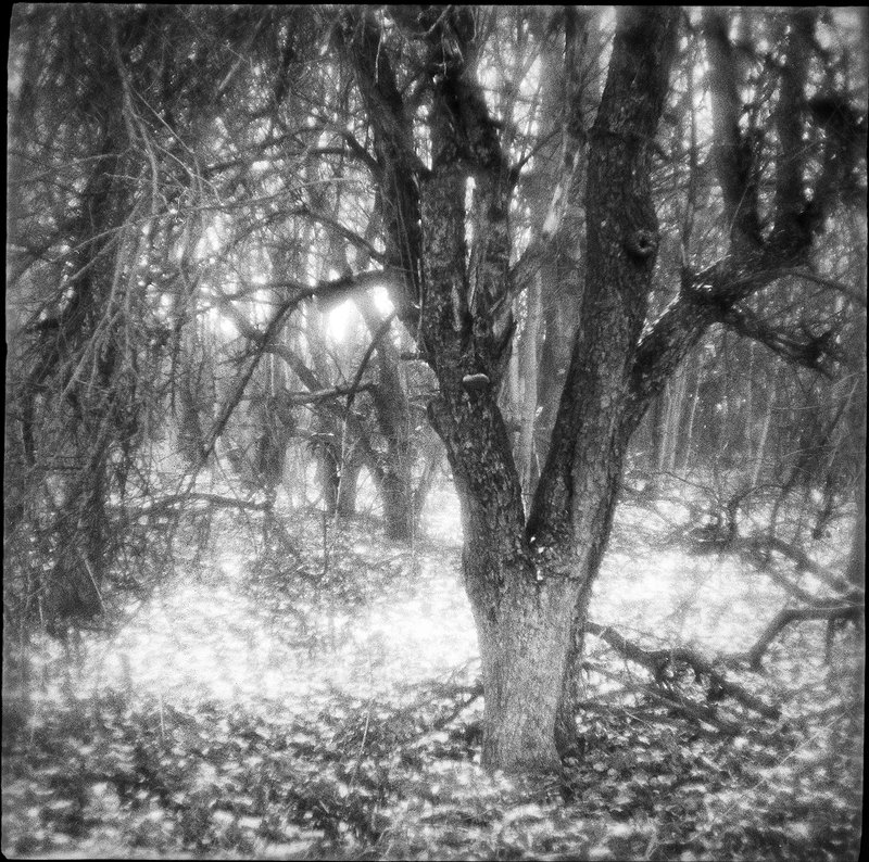плёнка, medium format, чёрно-белое, monolens, природа, аналоговая, монокль, зима Старые яблони. Первый снег...photo preview