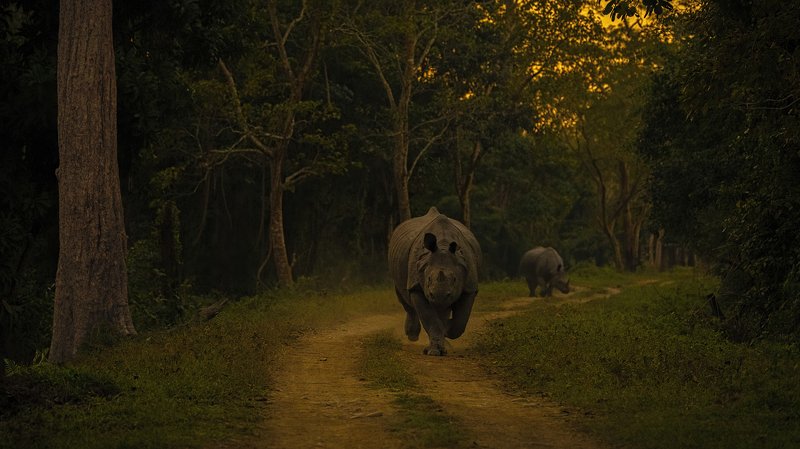 rhino charge kaziranga assam Rhino Chargephoto preview