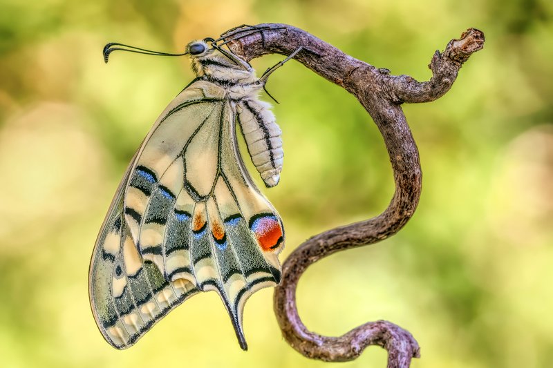 #butterfly, #papilio machaon, #insect, #nature, #swallowtail Swallowtailphoto preview