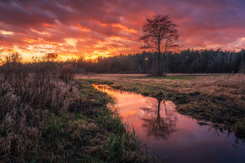 sunset, poland, chojnowski, landscape, park, tree, river, water, nature, clouds Sunsetphoto preview
