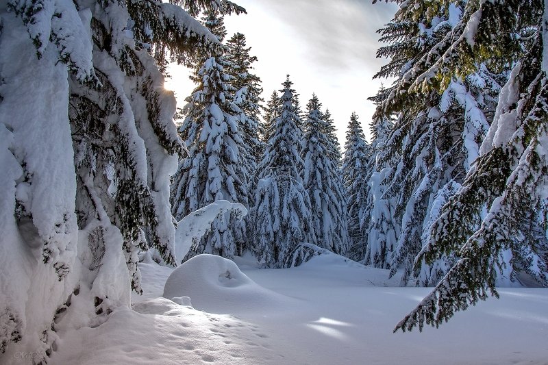 зима, снег, лес, Зимаphoto preview