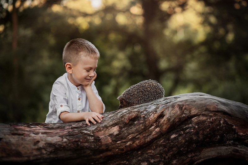 ёж, ёжик, мальчик, малыш, милый, детство, дружба, питомец, колючий, улыбка, закат, солнце, свет, день, дерево, прогулка, лес, лето Матвей с ёжиком.photo preview
