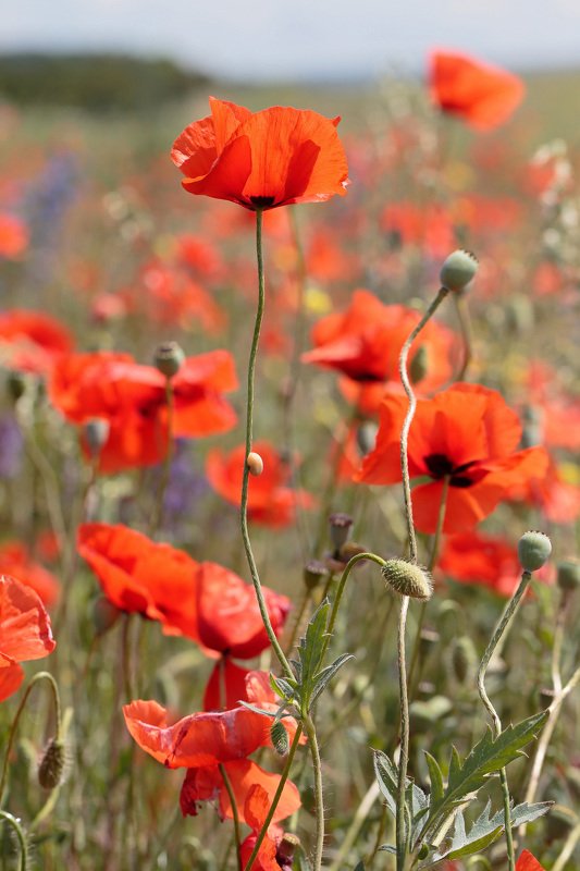 маки, поле, степь, Крым, природа, пейзаж Макиphoto preview