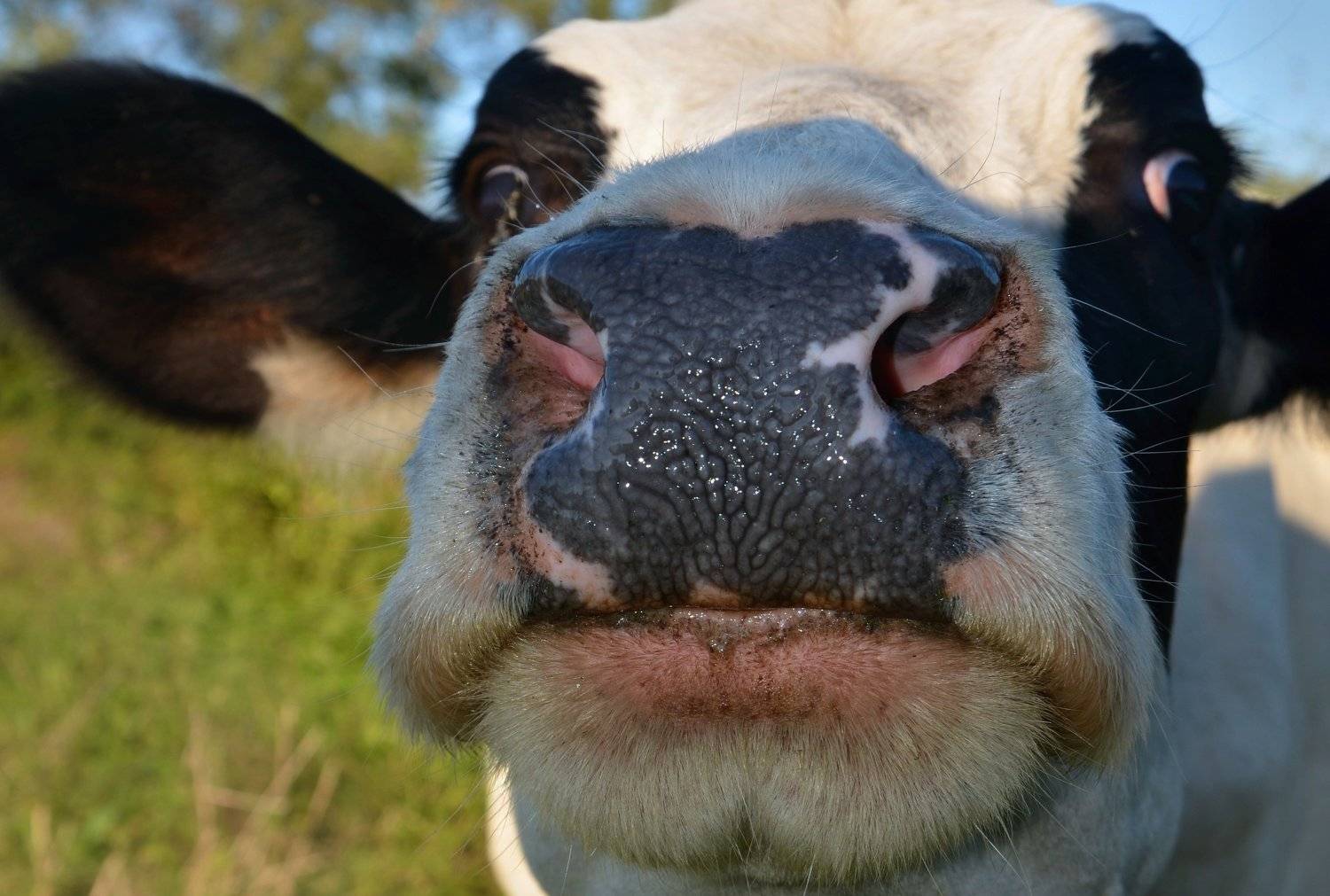 С Новым Годом Друзья! Удачи Вам и здоровья !!!. Автор: ivan , ivan