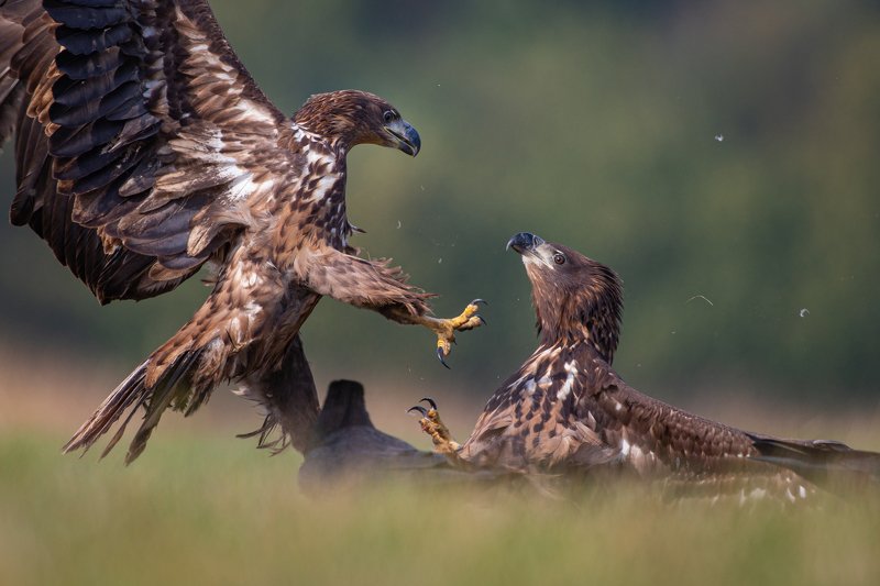 eagle, animal, wild Eagle fightphoto preview