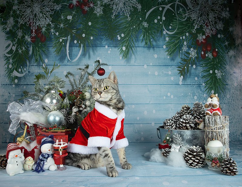 сat, кот животные, кошки, рыжий кот,  ginger, новый год, американский короткошерстный кот, american shorthair cat, праздник C Новым Годом! Happy New Year!photo preview