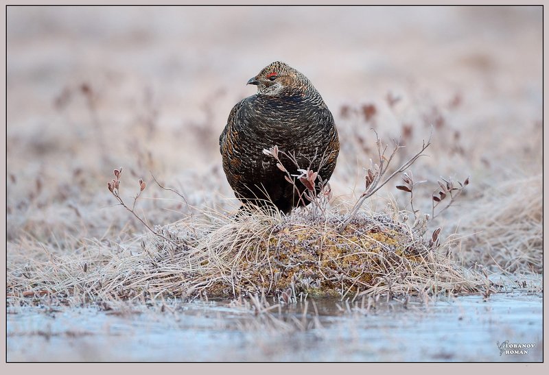 Морозное утроphoto preview