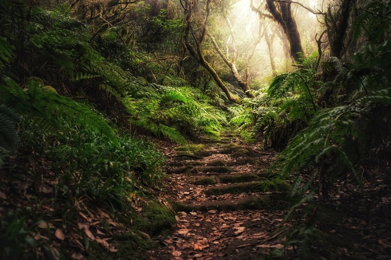 тенерифе, анага, лес, тропинка, джунгли, деревья, туман Там на неведомых дорожкахphoto preview