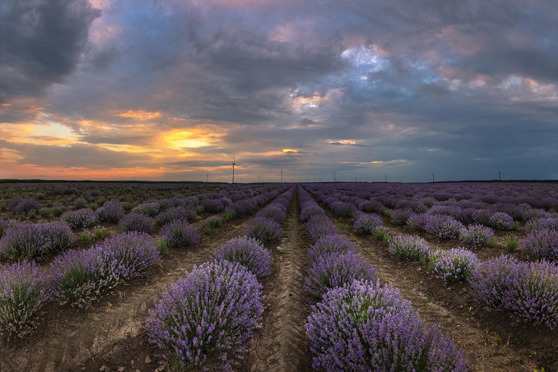 lavender lavender fieldphoto preview