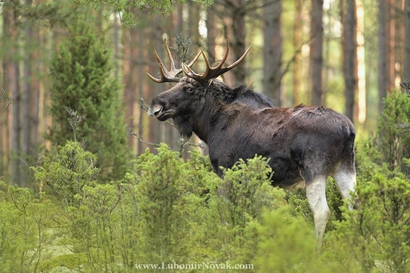 wildlife, moose, elk, poland, nature лосиный быкphoto preview