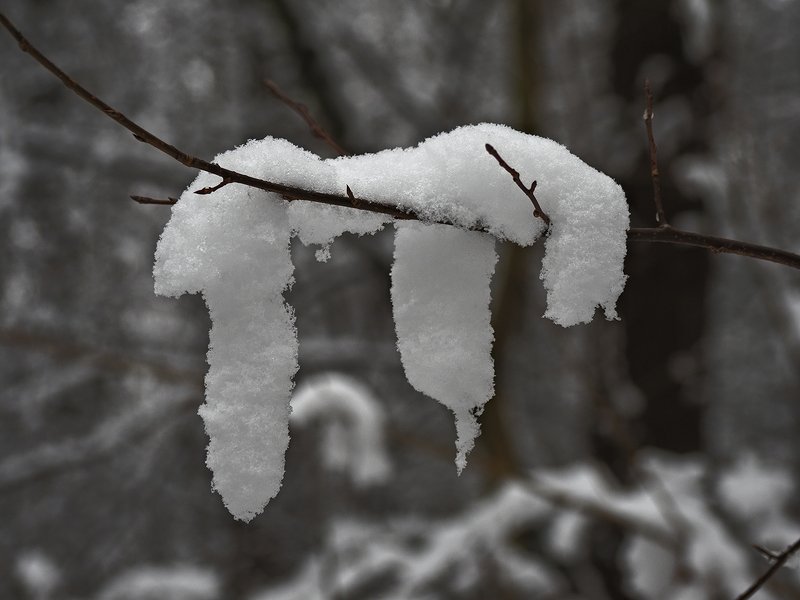 ленивецphoto preview