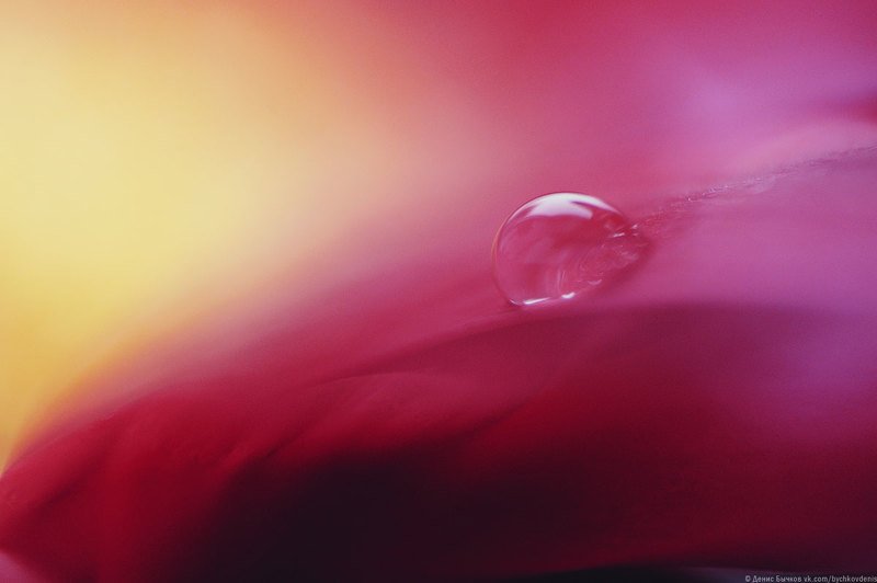 macro ***photo preview