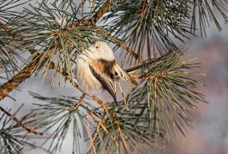 птица, ополовник, зима, ополовник..photo preview