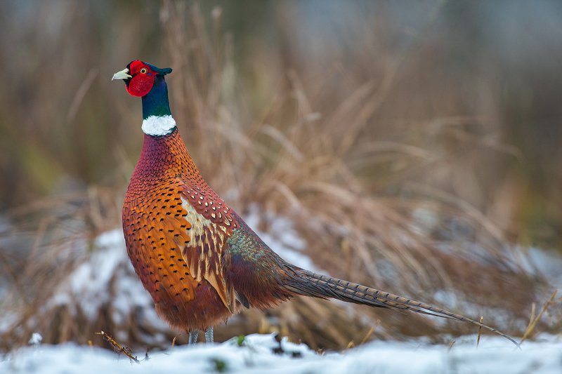 pheasant, wild, bird Pheasantphoto preview