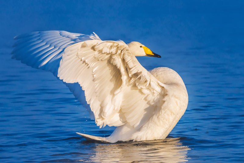 лебедь, кликун, озеро, светлое, лебединое, алтайский край Лебединый балетphoto preview