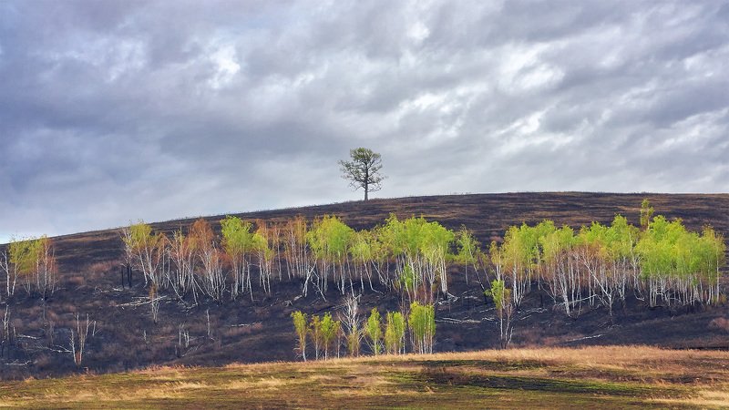 После зимы и после пожара...photo preview