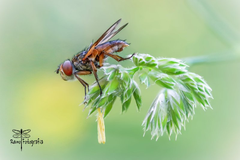 Paśnica tarczówkowa - Ectophasia crassipennis.photo preview