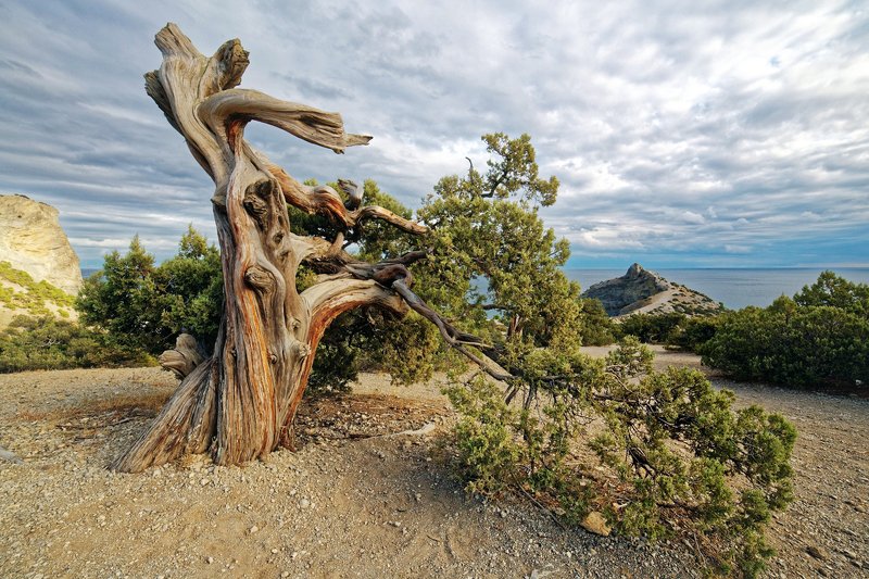 крым, горы, море, сосны, осень Мыс Капчик в октябре фото превью