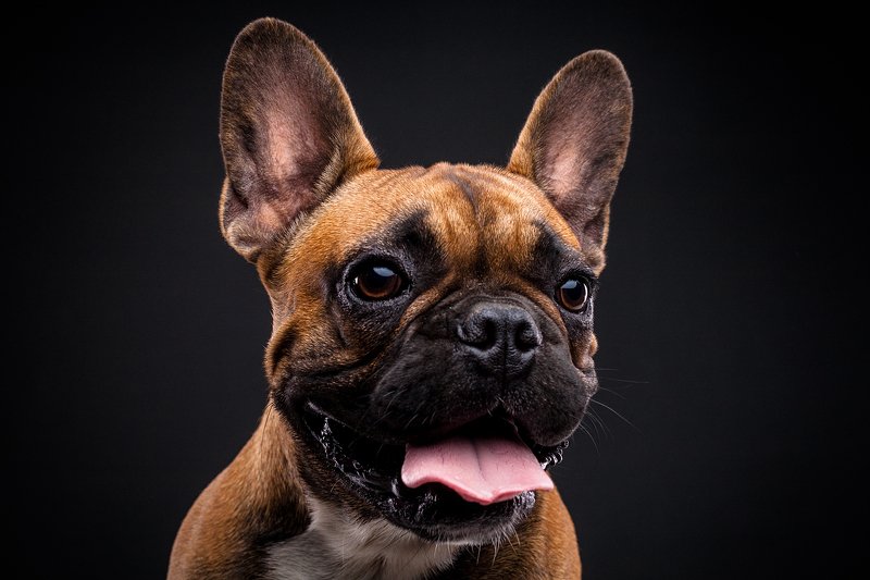 собака, бульдог, портрет, студия Майкphoto preview