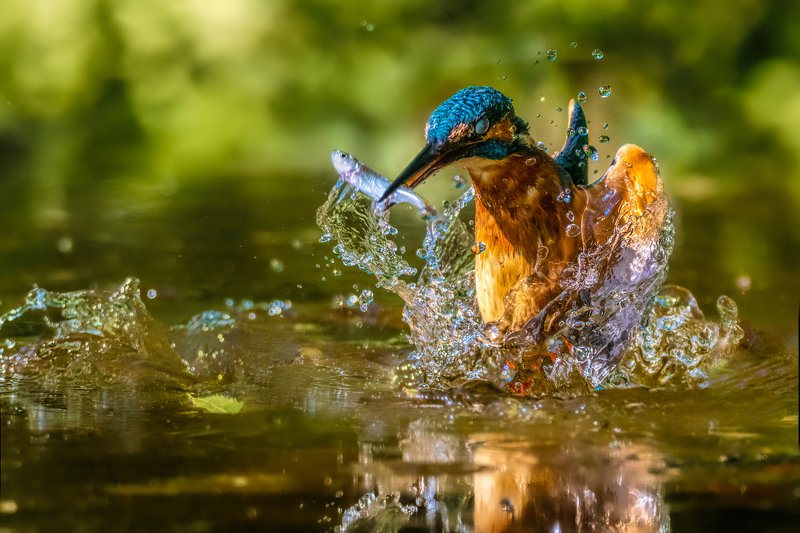 Kingfisherphoto preview