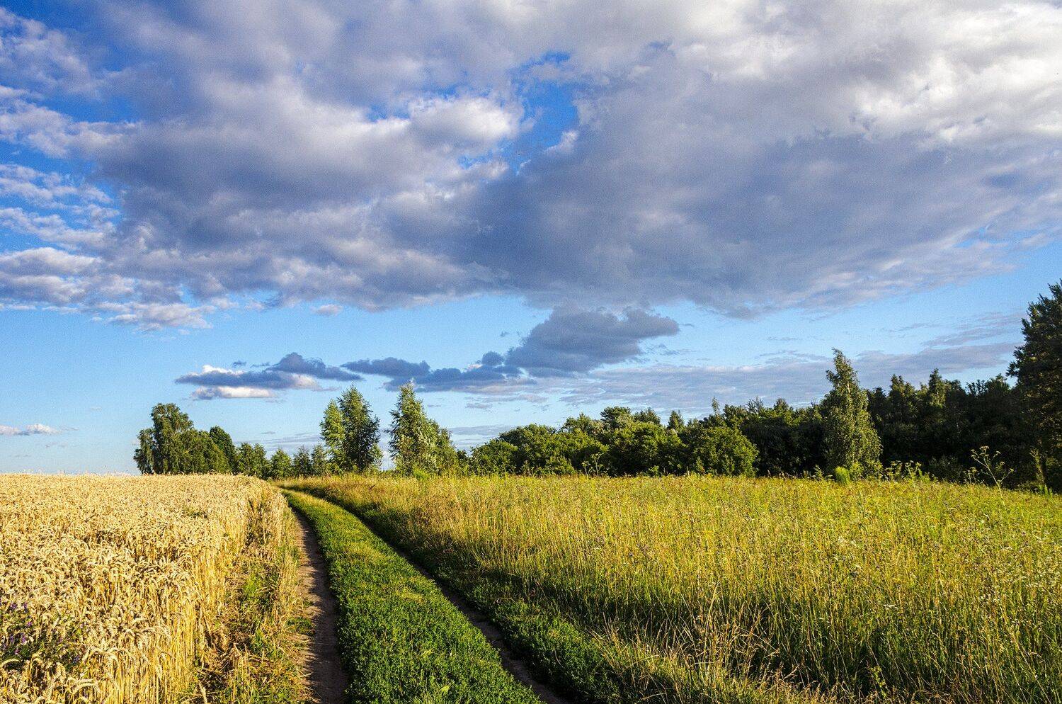 Полевые дороги. Автор: Александр Березуцкий nevant60, пейзаж, красота, природа, Александр Березуцкий