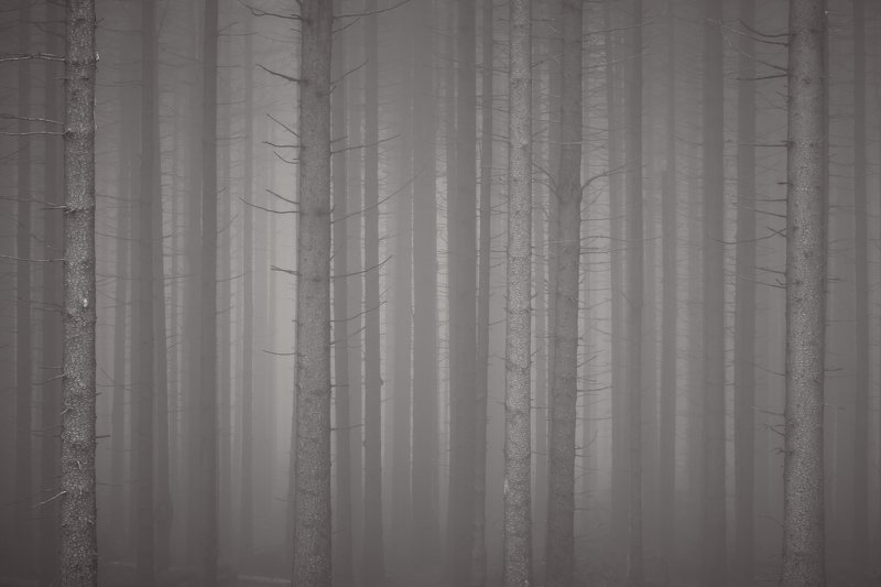 forest, fog, rain, autumn, forest landscape, trees, mystical, mysterious Forest ghostsphoto preview