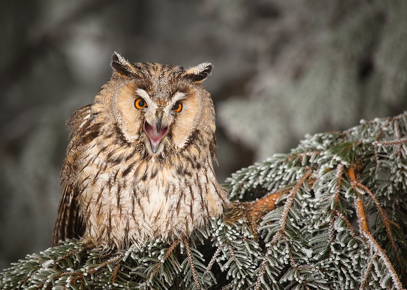 Ушастая соваphoto preview