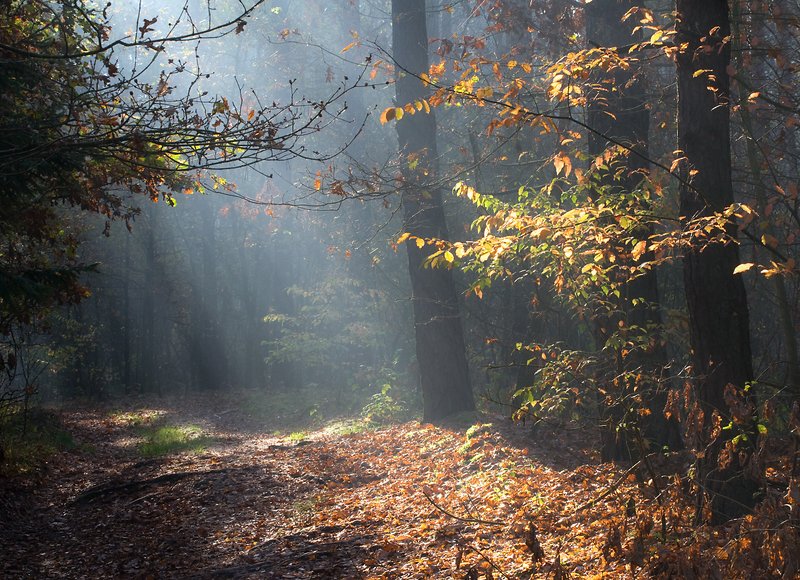 forest paths...photo preview