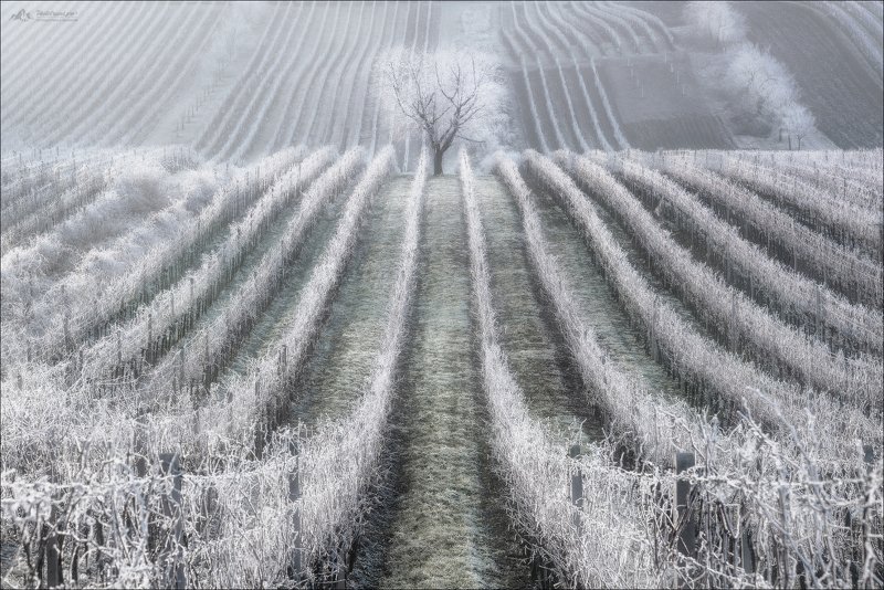 czech, morava, moravia, winter, cherry, christmas, чехия,южная моравия, зима, фототур в южную моравию Зимняя вишняphoto preview