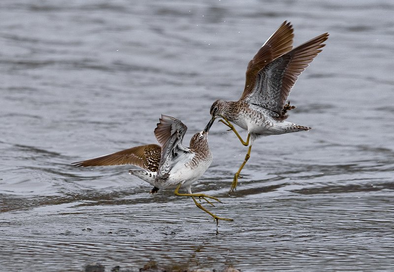 Схваткаphoto preview