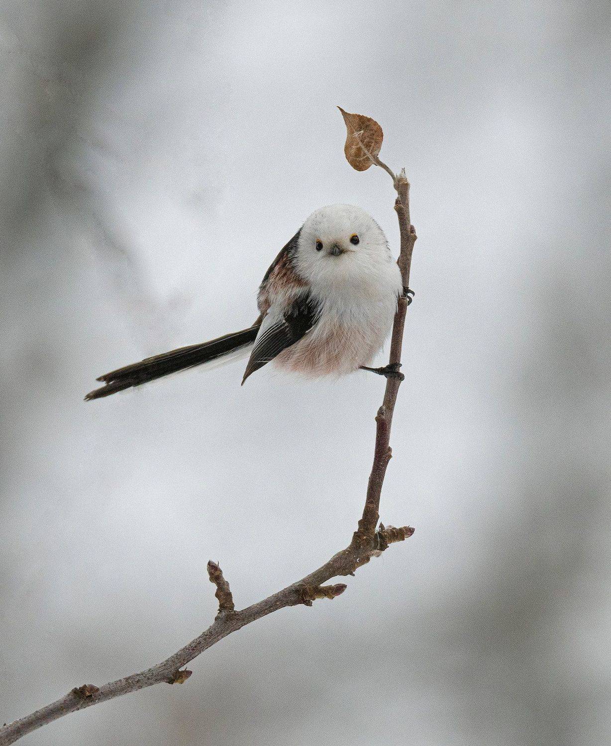 Шустрик. Автор: Руслан Сигушин длиннохвостая синица ополовник, Руслан Сигушин
