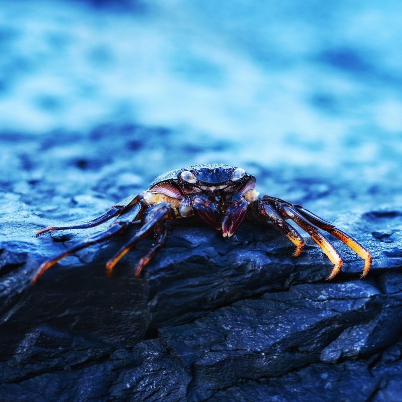 краб, испания, тенерифе, камень, атлантический океан Глазастикphoto preview